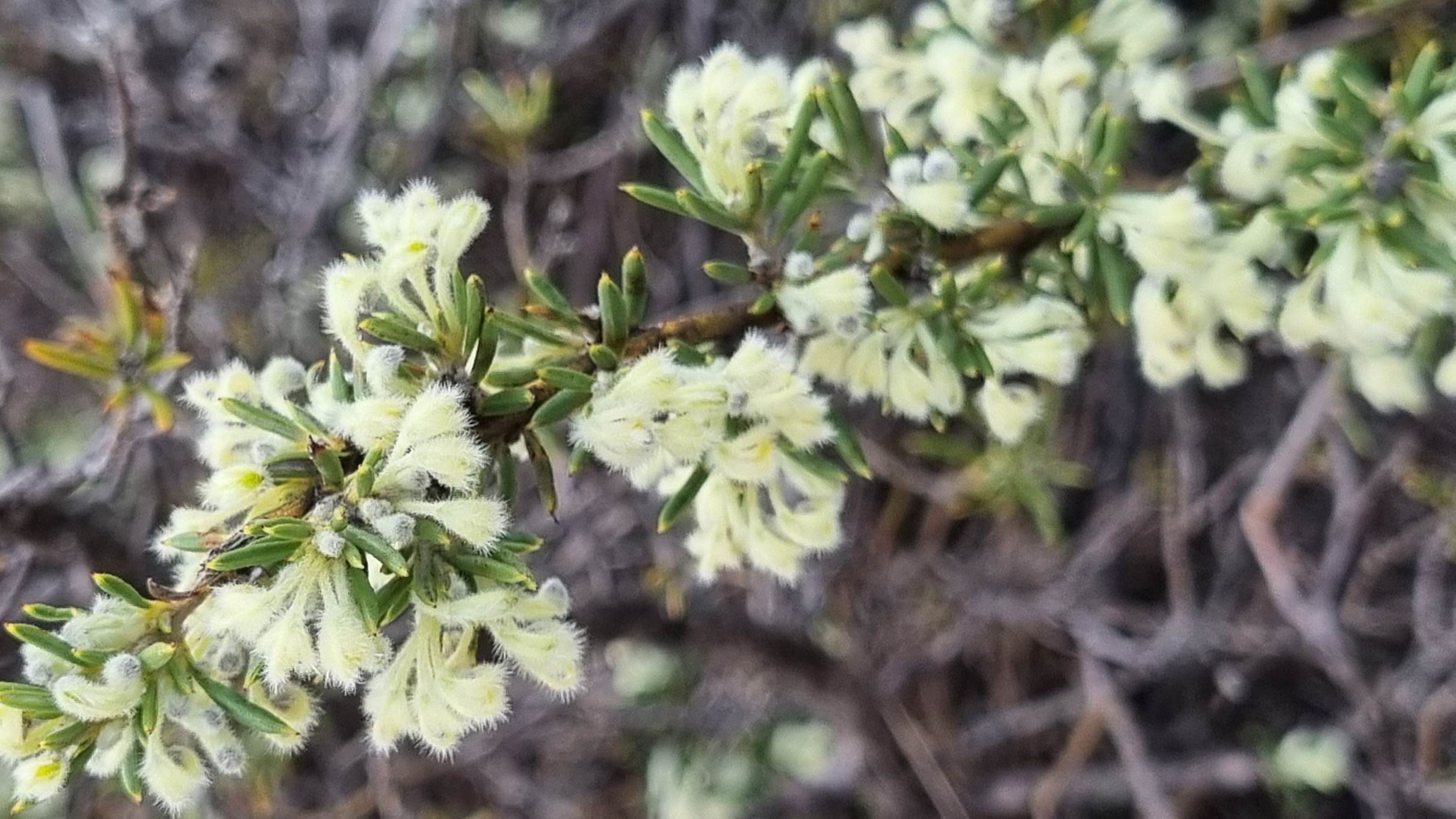 uncinulata subsp. coomaloo